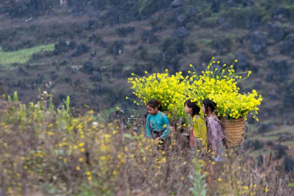 Hà Giang mùa cải vàng - mùa của những nhớ thương-2.jpg